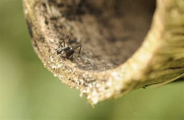 Why does ants kiss when they meet?