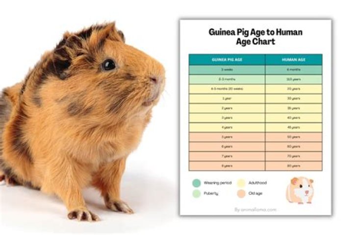 Why does guinea pigs run in circles?
