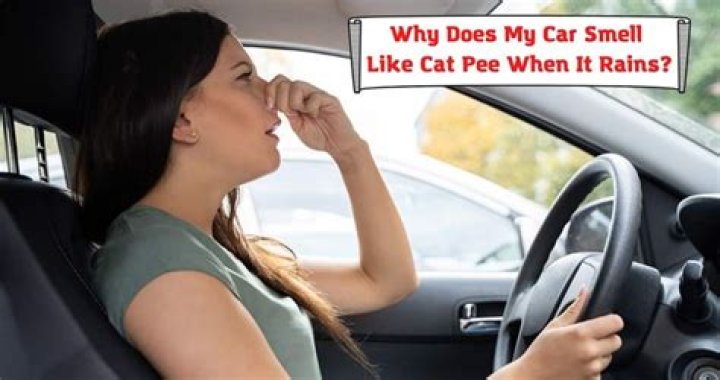 Why does my car smell like cat pee?