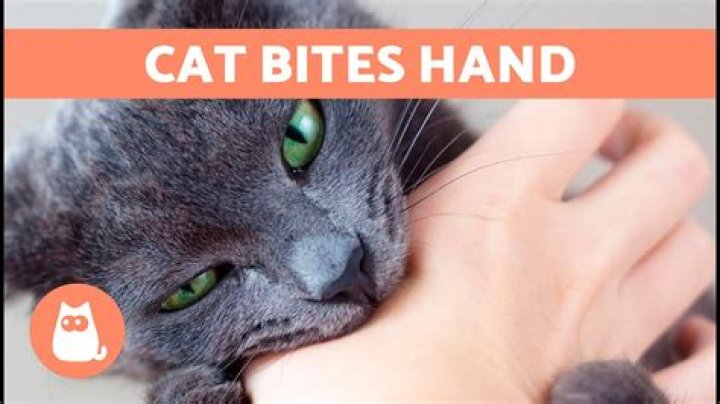 Why does my cat bite my hand?