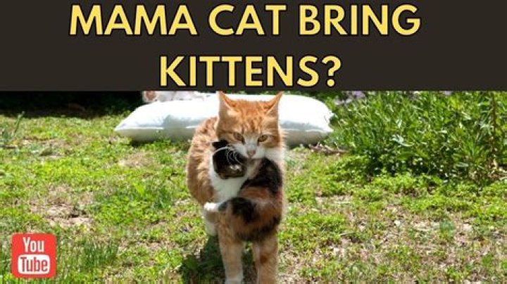 Why does my cat bring her kittens to me?
