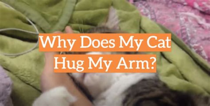 Why does my cat hug my arm while sleeping?