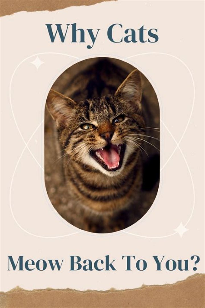 Why does my cat meow back at me when I meow?