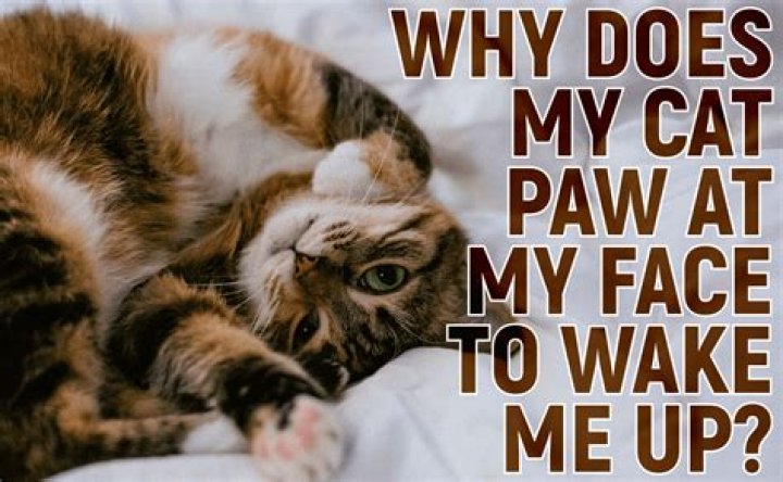 Why does my cat paw at my face?
