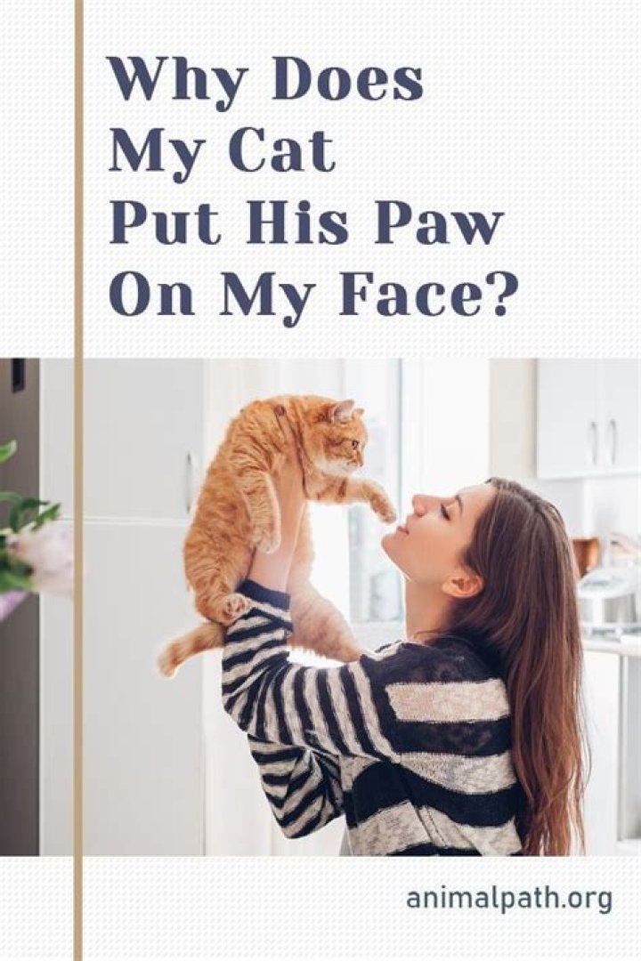 Why does my cat put one paw on me?