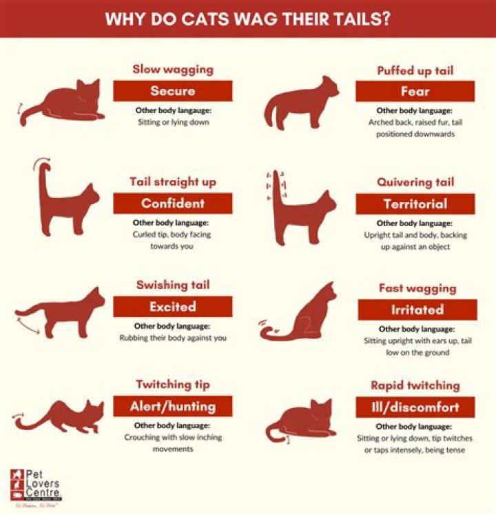 Why does my cat tail vibrate when I pet her?