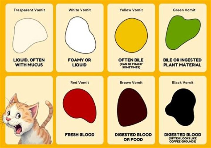Why does my cats puke smell like poop?