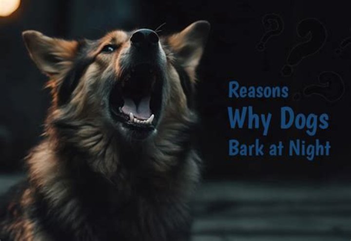 Why does my dog bark at night when we go to bed?