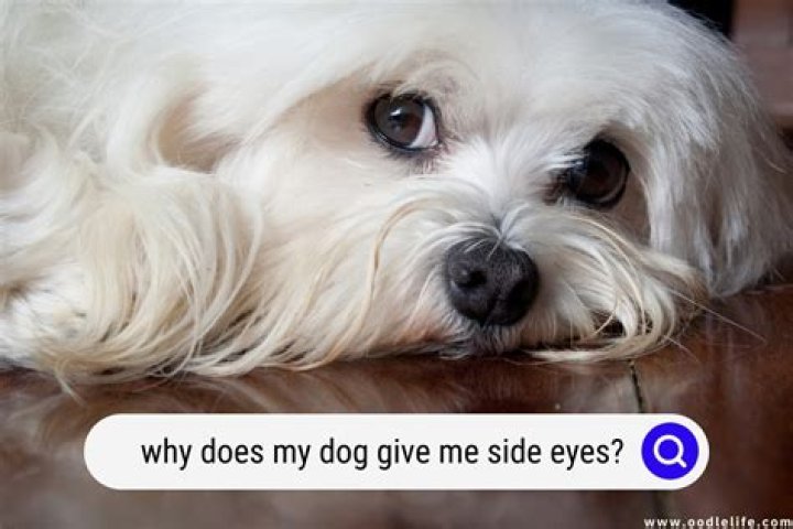 Why does my dog give me whale eye?