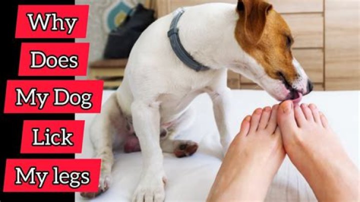 Why does my dog hold my leg when I walk?