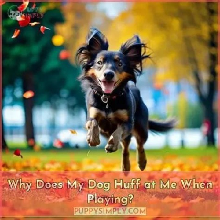 Why does my dog huff at me when playing?