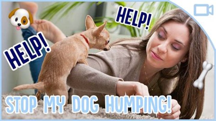 Why does my dog hump me but not my wife?