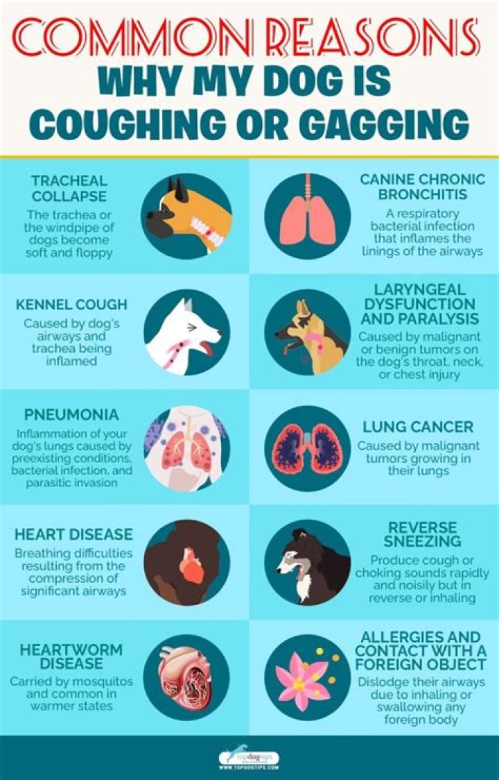 Why does my dog keep coughing and gagging at night?