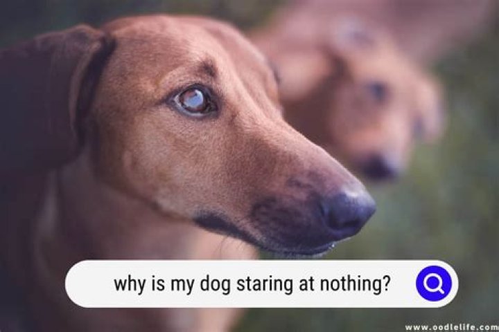 Why does my dog keep staring at nothing?