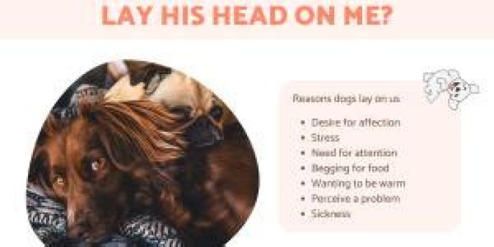 Why does my dog lay his head on me?