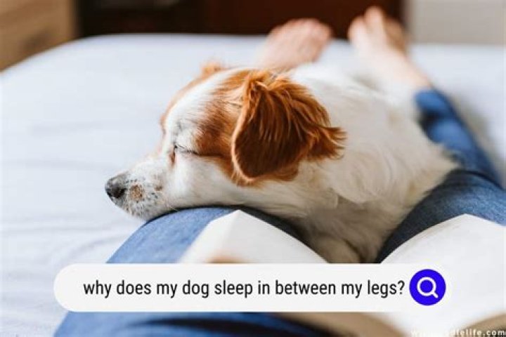 Why does my dog like to sleep in between me and my husband?