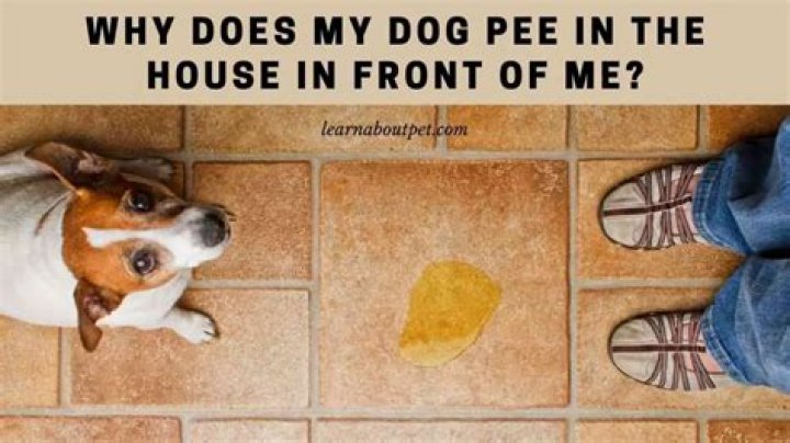 Why does my dog pee in the house in front of me?