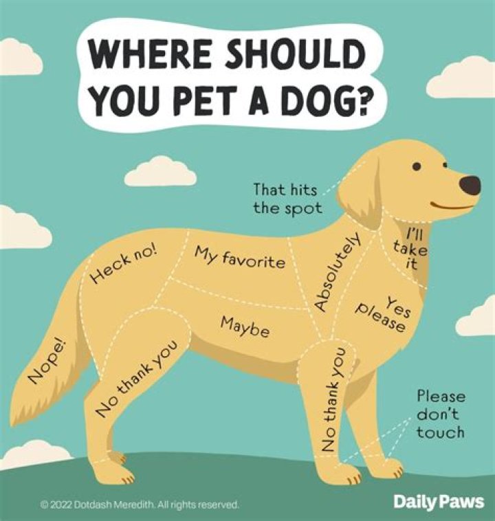 Why does my dog pick up his leg when I pet him?