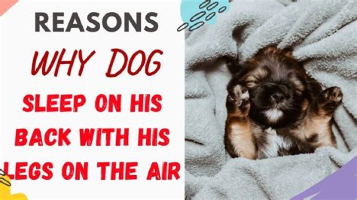 Why does my dog sleep on his back with his legs in the air?