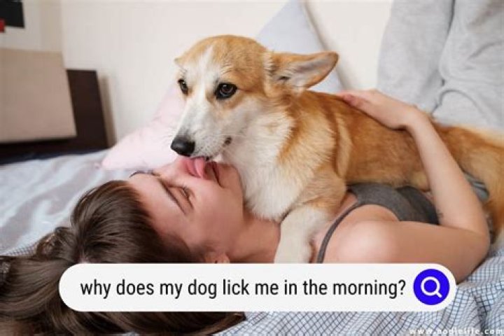 Why does my dog steal my bra?