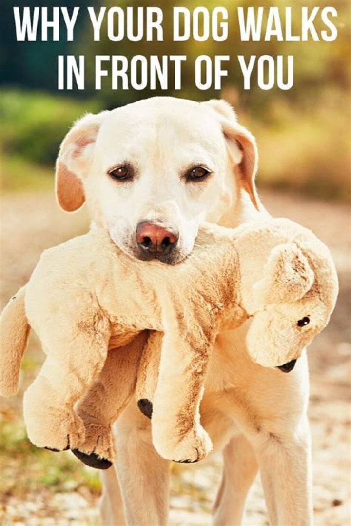 Why does my dog walk zig zag in front of me?