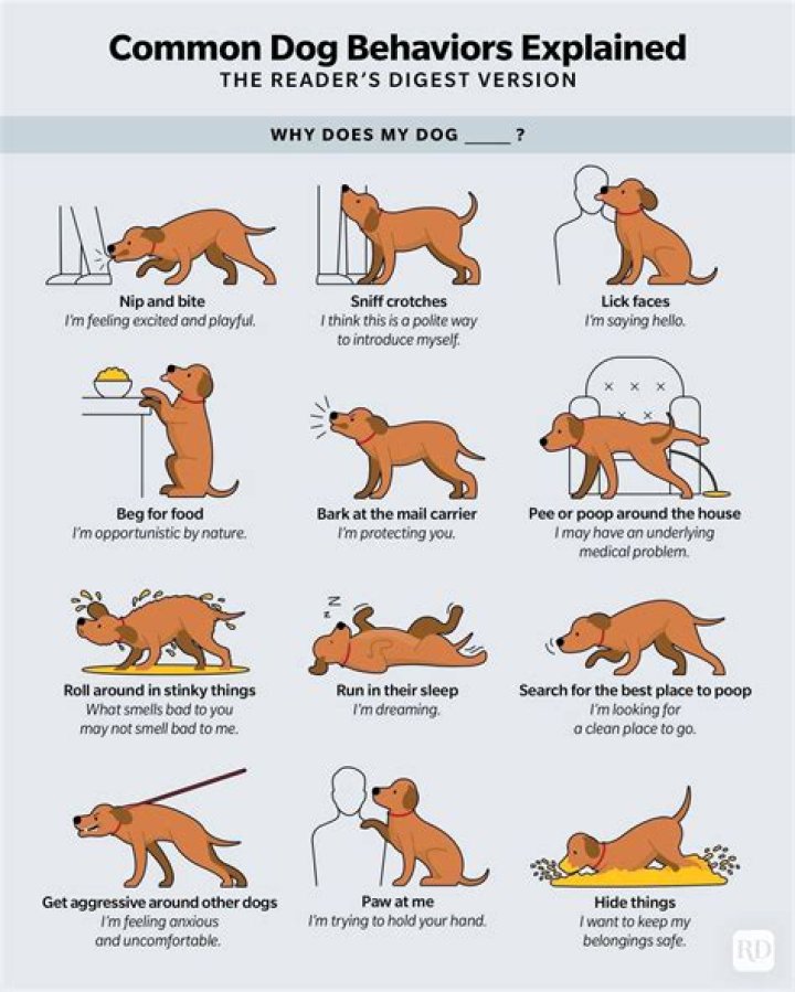 Why does my dog's back move when I pet him?