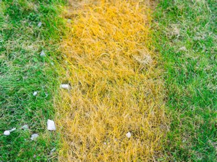 Why does my grass have yellow patches?