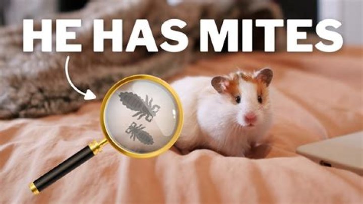 Why does my hamster have bugs?