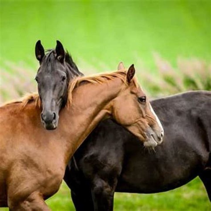 Why does my horse rub his head on me?