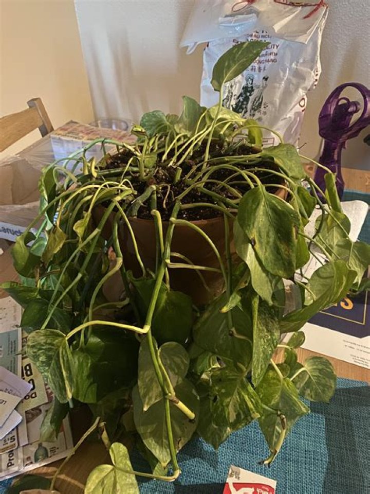 Why does my plant look sad?