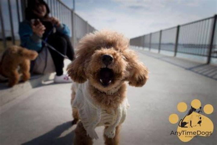 Why does my poodle growl at me?