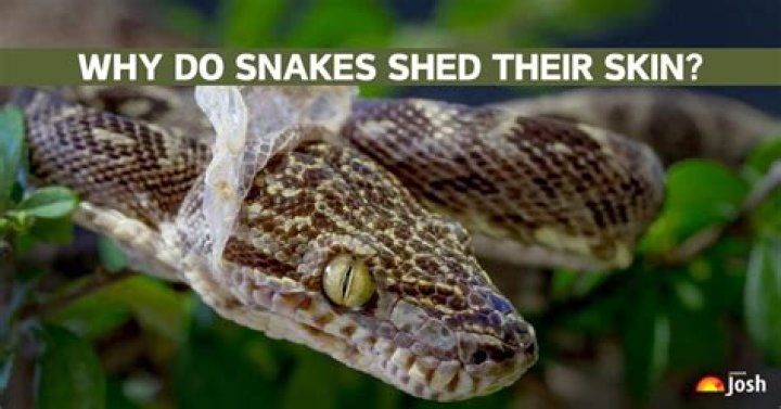 Why does my snake move when I pet him?
