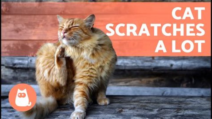 Why does scratching hives feel so good?