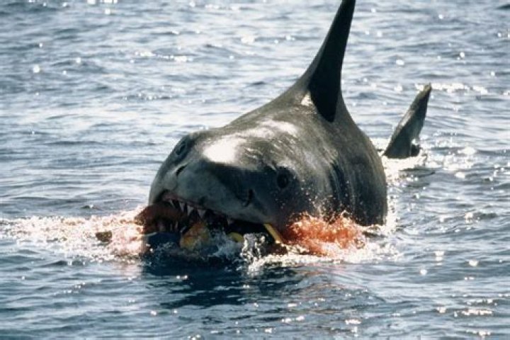 Why has Jaws not been remade?