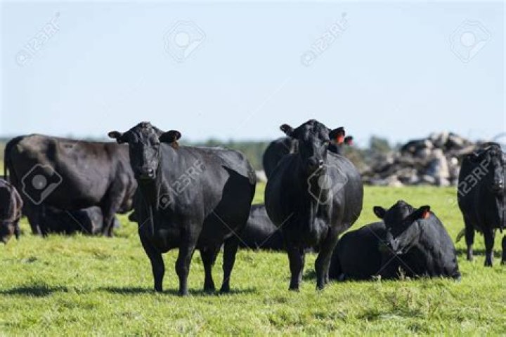 Why is Angus beef so special?