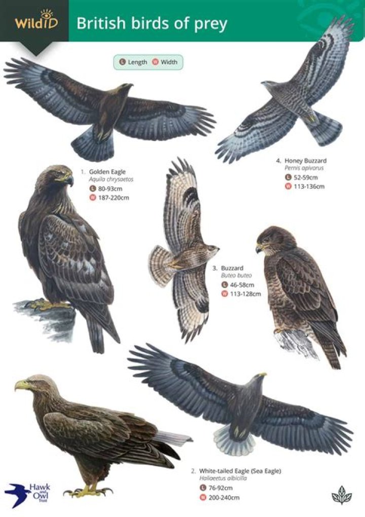 Why is Birds of Prey a 15?