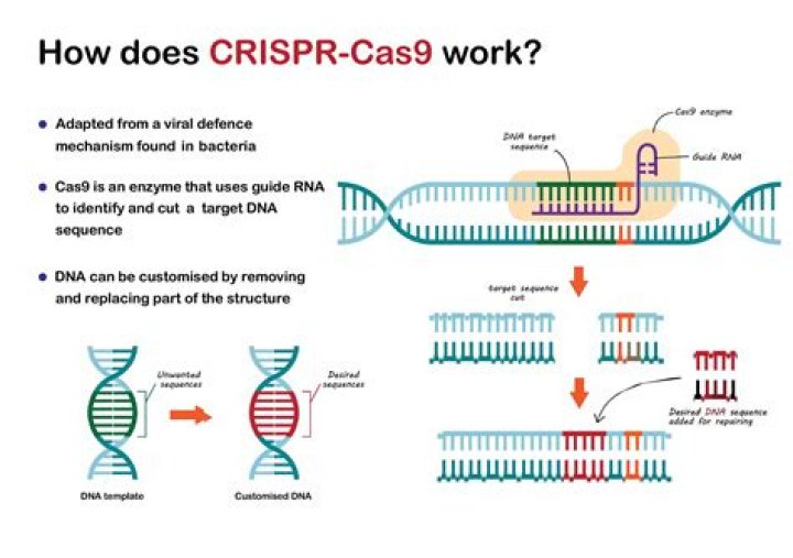 Why is CRISPR unethical?