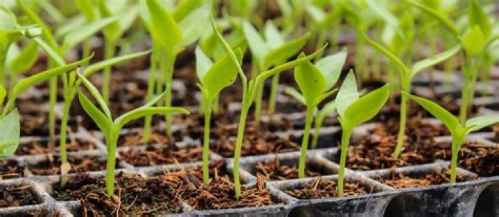 Why is hardening of seedlings important?
