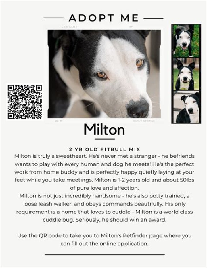 Why is it hard to adopt out black dogs?
