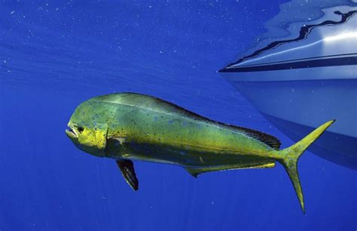 Why is mahi-mahi called Dolphin?