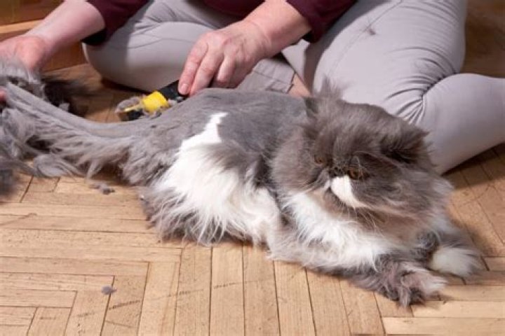 Why is my cat dragging her bum across the floor?