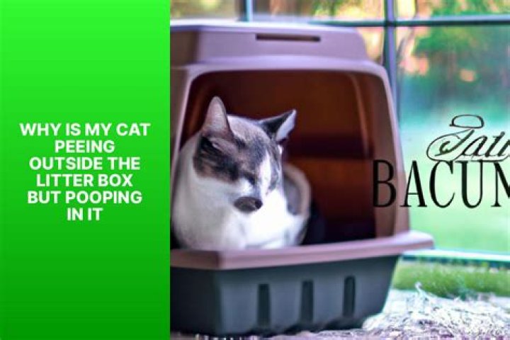 Why is my cat peeing outside the litter box but pooping in it?