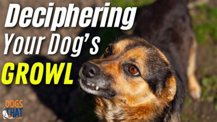 Why is my dog suddenly growling and snapping at me?