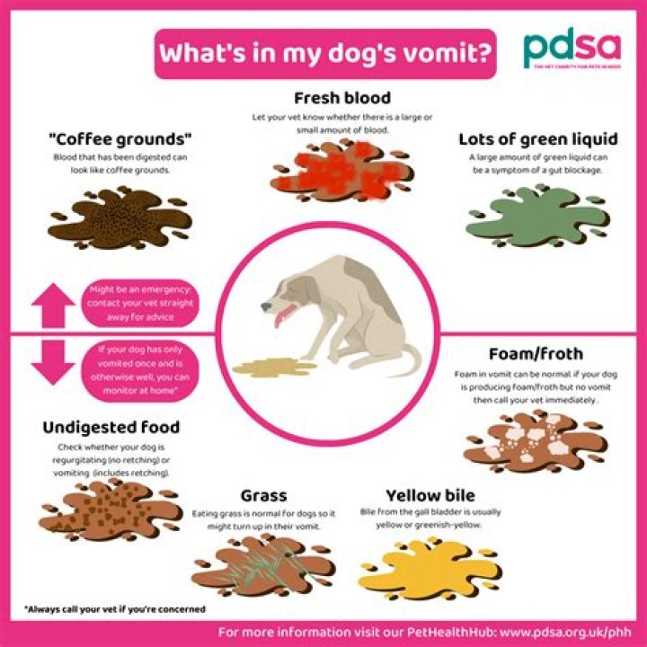 Why is my dog's sperm yellow?
