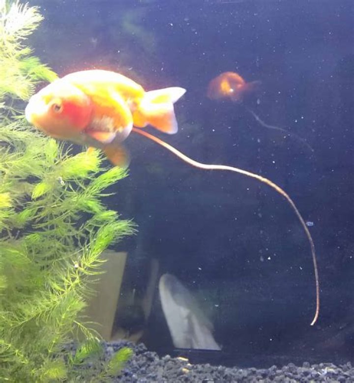 Why is my fishes poop red?