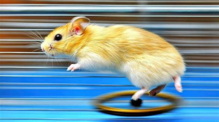 Why is my hamster jumping backwards?