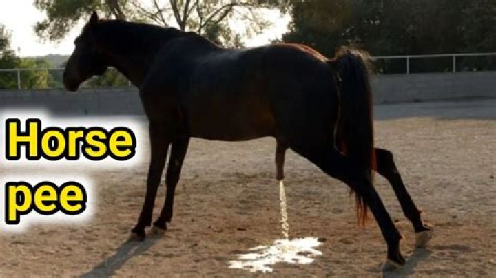 Why is my horses pee so yellow?