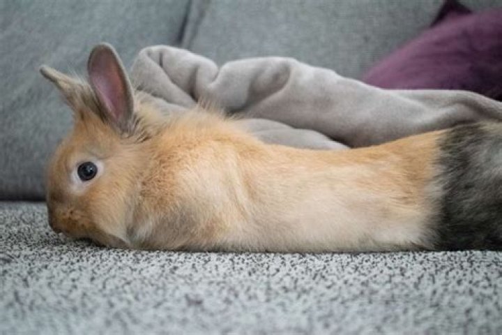 Why is my rabbit not affectionate?
