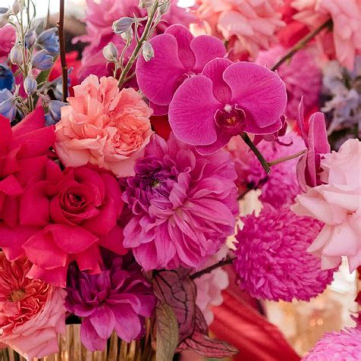 Why is Pink so popular?