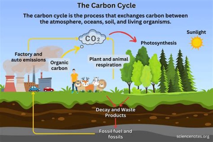 Why is the carbon cycle an important process for living organisms quizlet?